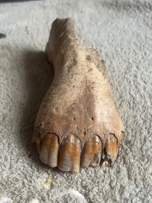 301 grams of exquisite mammalian teeth