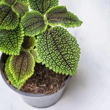 Moon Valley Plant Cutting