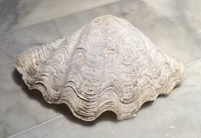 Large 10 Pounds Genuine Ocean Giant Clam Shell Real Tridacna Gigas 15" X 10”