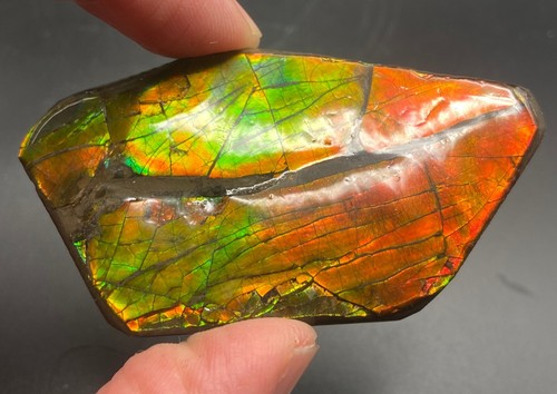 7 cm Fossil Ammolith mit verschiedenen Farben - Ammonit, Alberta, Kanada. - Bild 5 von 8