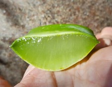 10 oz. ALOE VERA  Barbadensis Medicinal 2 ORGANIC HEALTHY EDIBLE LEAVES /AZ