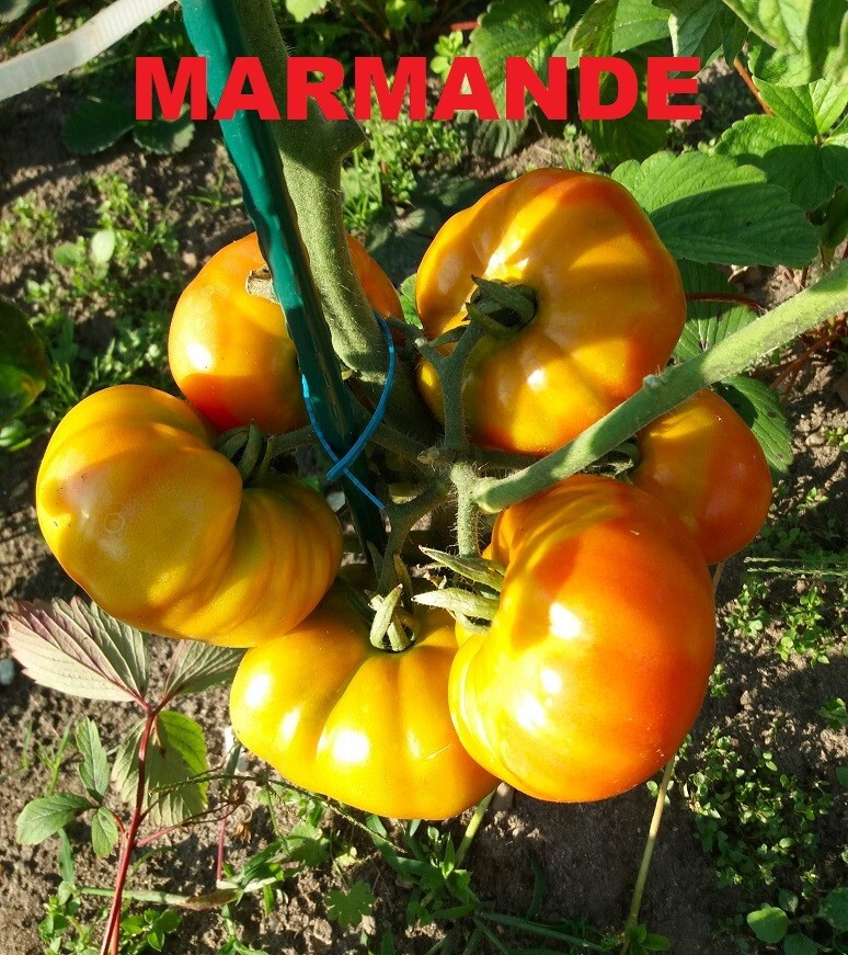 Bild 2 von 11