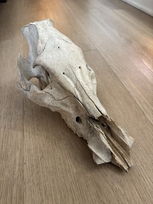 Authentic Wild Boar Full Skull Feral Hog Pig Teeth From Texas 11  Free Shipping