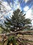 thetreeandcloud