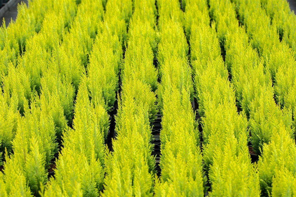 Chamaecyparis lawsoniana 'Ivonne', Gelbe Scheinzypresse, 60–80 cm - Bild 2 von 4