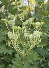 30 Pale Indian Plant Seeds – Native Pollinator Gigantic – 9ft Tall Perennial