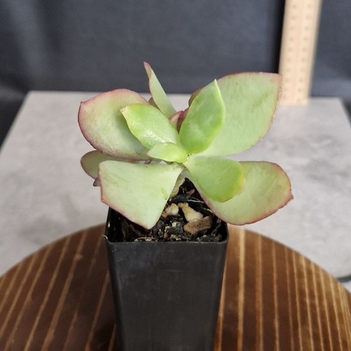 Starter Succulents. Fully rooted plants. Cheap and easy to care for. - Picture 21 of 34