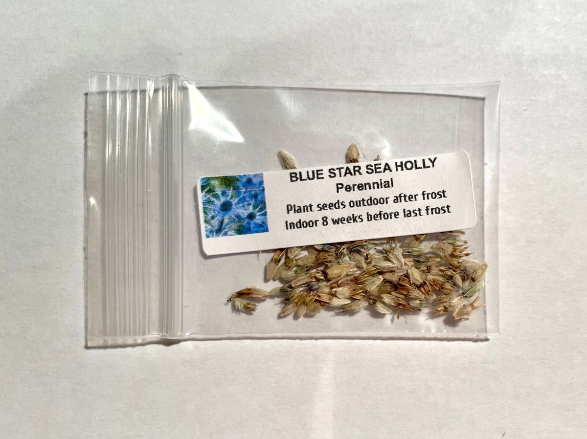 eRiNGo　0731 Sea Holly Seeds | Blue Thistle Eryngium Eryngo Flower Seed