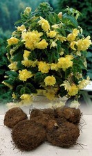 YELLOW PENDULA BEGONIA TRAILING BULBS/CORM GARDEN/HANGING BASKET SUMMER FLOWER