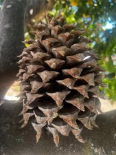Giant Digger Pine Cone 7-9 INCHES RAW/UNPROCESSED