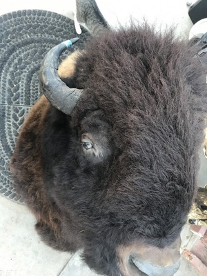 #ad #ad Huge Beautiful Bison Mount Taxidermy $1400.00