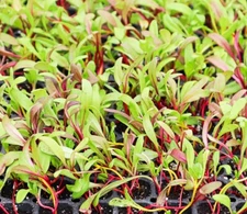 Rainbow Swiss Chard MICROGREEN Seeds | Non-GMO | Heirloom | Seeds for Sprouting