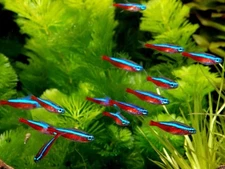12-Pack+ 1 Free!!!! Cardinal Tetra (Paracheirodon axelrodi) 