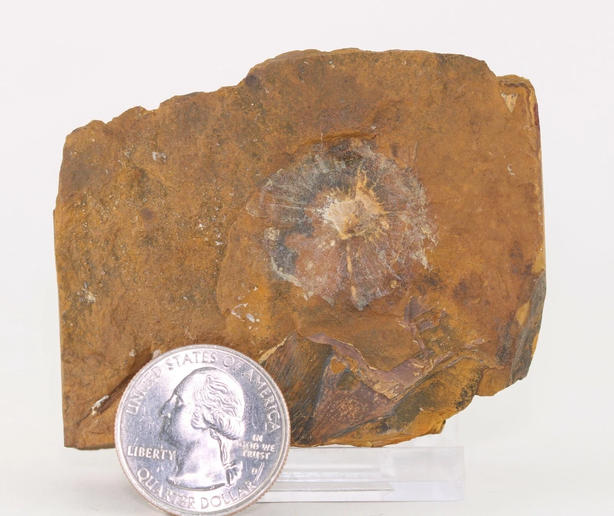 Fossil Seed Fruit Cyclocarya brownii Paleocene Sentinel Butte