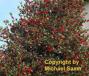 I Stechpalme I Winterhart Frosthart Gartenbaum Immergrun Zierbeeren Ebay