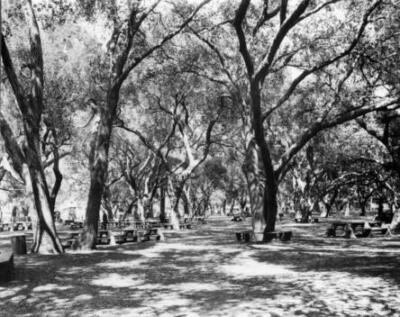 Picnic tables among trees in Monte Vista Park in Glendale January - Old Photo