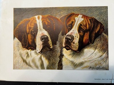Antique Saint Bernard Print German C.1900