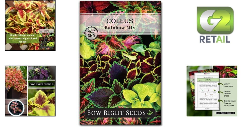 800  Coleus Rainbow Mix Seeds - Colorful Indoor/Outdoor Garden Delight - Image 2 of 4