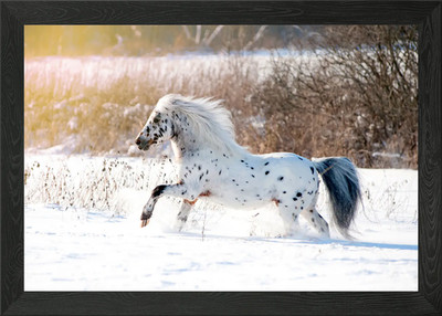 Wildpferde gerahmtes Wandbild Poster Leinwanddruck Bild