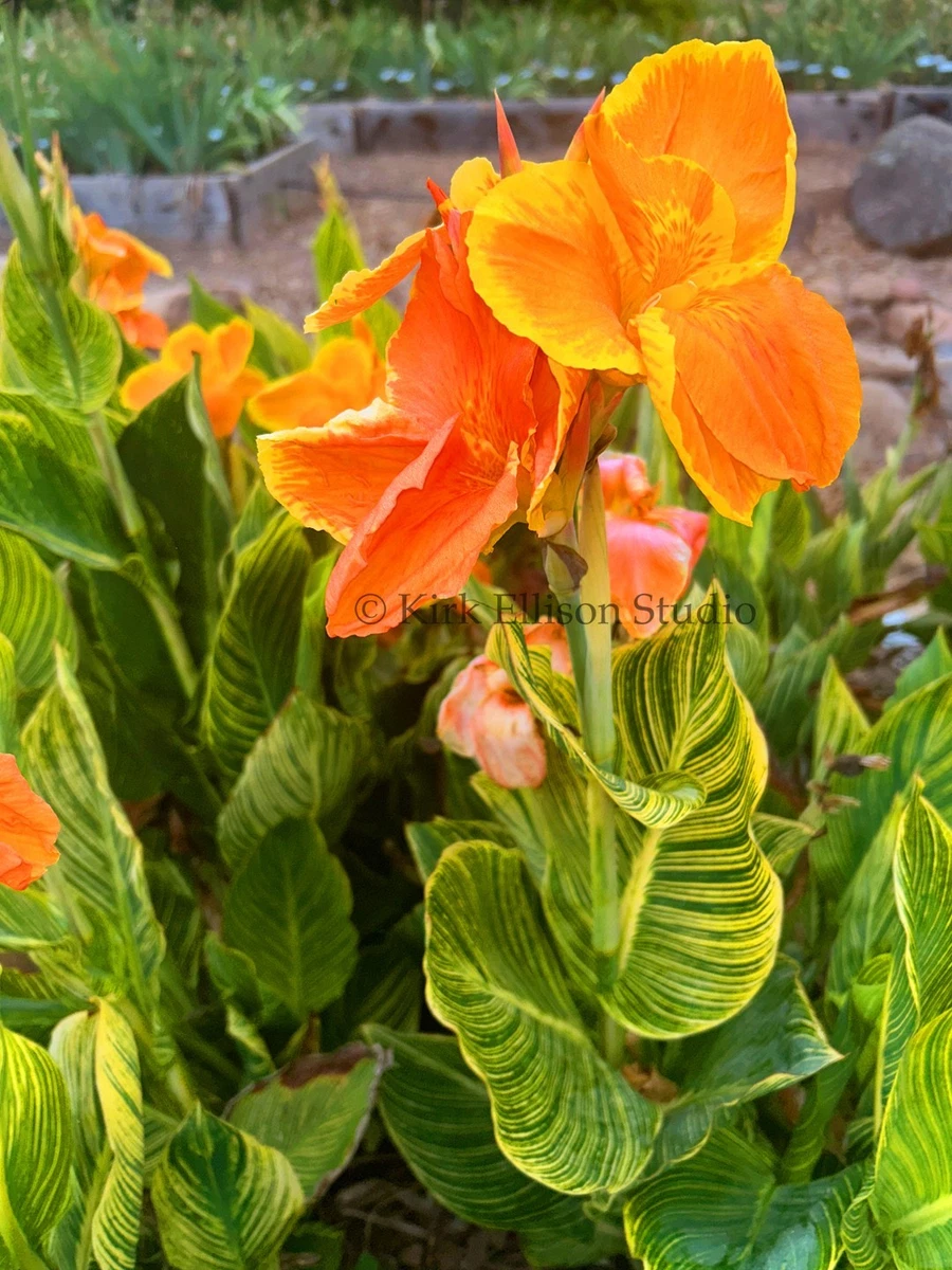 Canna Rhizomes for sale | eBay