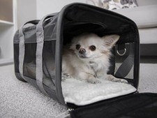 Sherpa Travel Original Deluxe Airline Approved Pet Carrier-small charcoal