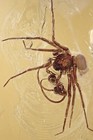 Foto 3 di 8