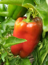 25 New Harvest of Sweet Big Red Premium Pepper Seeds-B 06