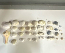 Mixed Assorted White Seashell Lot w/ Clam Shells for Crafts Decor 34 pcs