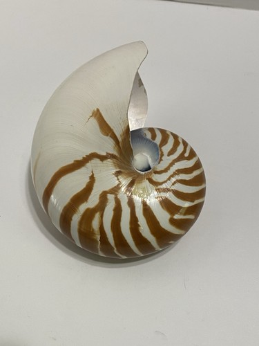 Large Vintage Natural Chambered Nautilus Shell Nautilus Pompilius Decor 6 Inch