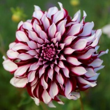 1 - TARTAN Giant Dinnerplate Dahlia Bulb Tuber Clump  PERENNIAL  U S Seller