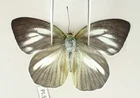 SP23238. Unmounted butterflies: Pieridae sp. South Vietnam.