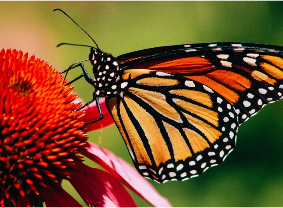 Wireless Remote Control F5 For Sony A900 A850 A700 A580 A560 A550 A500 A390 A230 - Image 3 of 3