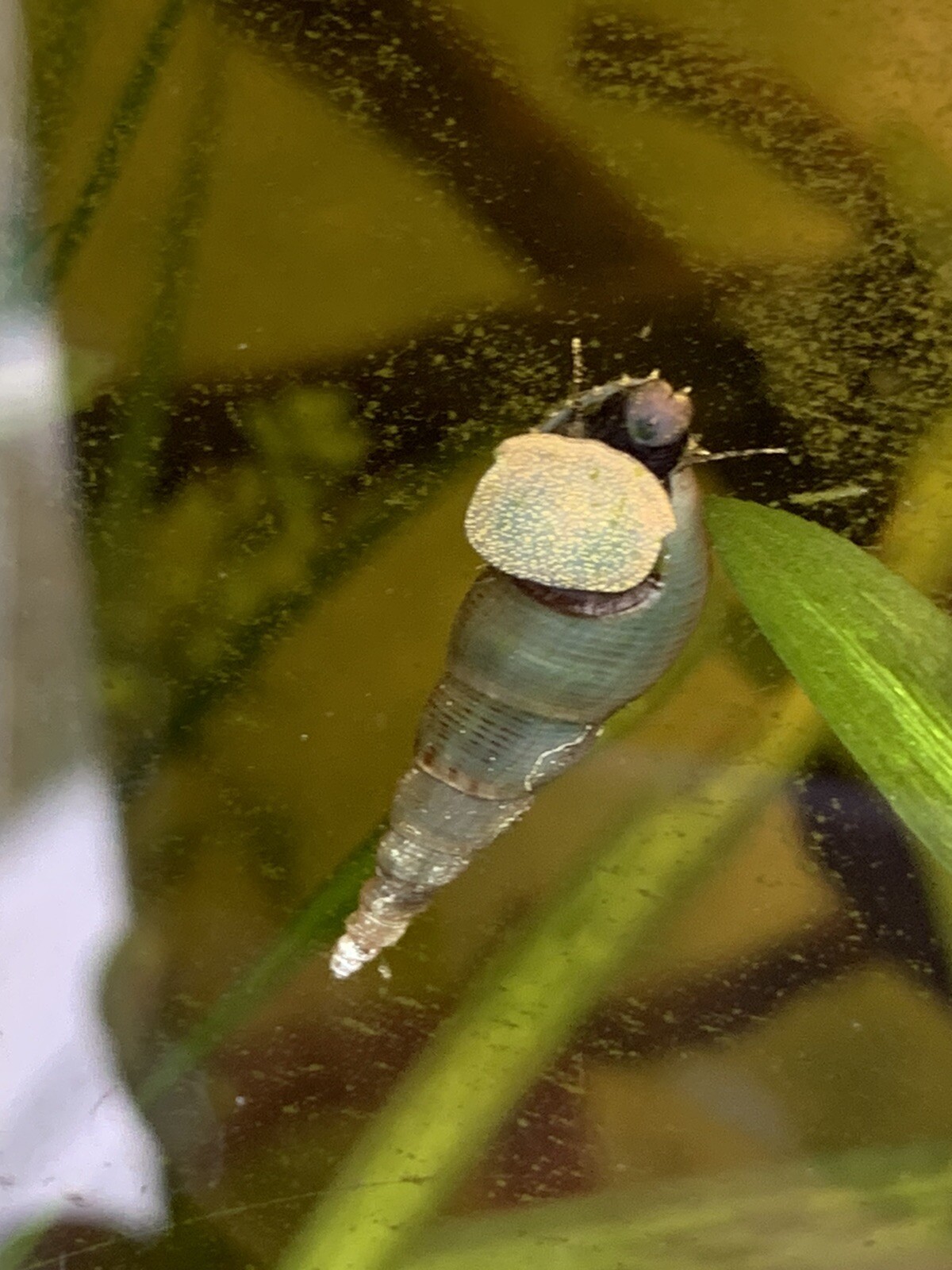 40+ Malaysian Trumpet Snails MTS Algae eaters + Free Mystery Aquarium