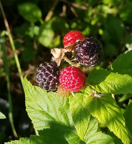 Black Raspberry Plant Freshly Dug Bare Root Thorny Canes Old Property ...