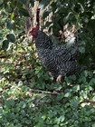 12 + Layers Choice Chicken Hatching Eggs! 4 Silkie Mix Eggs Guarantee! — photo 10