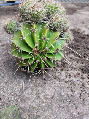 Bauernkaktus Echinopsis oxygona.   Große Pflanze mit etwa 20 Kindeln WYSIWYG