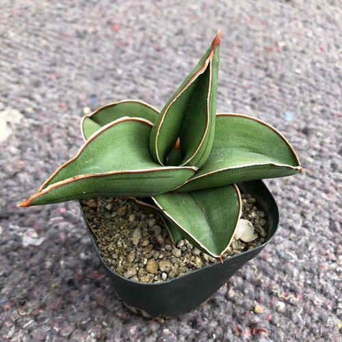 6CM Succulent Plant Sansevieria Ehrenbergii Samurai Home Garden Beautiful Plant - Picture 2 of 12