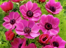 20 ANEMONE CORONARIA PINK SYLPHIDE BULB BEAUTIFUL SPRING SUMMER FLOWER