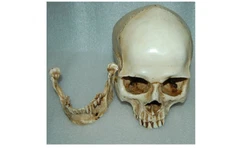Human Skull Medical Replica Anatomical Skeleton Model Realistic Halloween Party