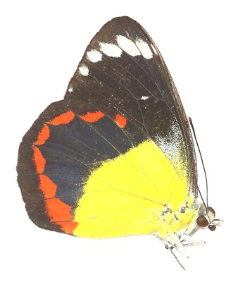 LEPIDOPTERA, PIERIDAE, DELIAS TIMORENSIS aus INDONESIEN