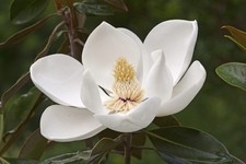 1 Southern Magnolia Tree 12-24" Magnolia grandiflora Bare Root