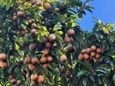 SAPODILLA MARCOT EVERBEARING VARIETY KRASUEY  1 PLANT