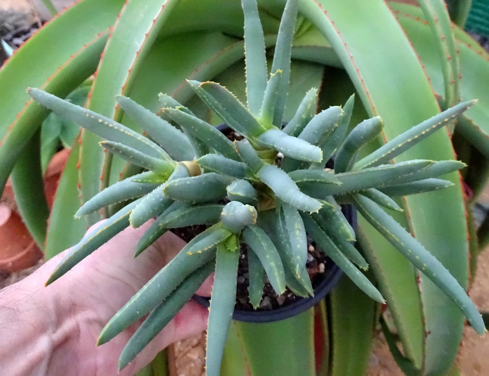 ALOE RAMOSISSIMA cactus kakteen cacti caudex plante grasse succulenten 6 - Photo 4/4