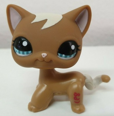 grey toy poodle for sale