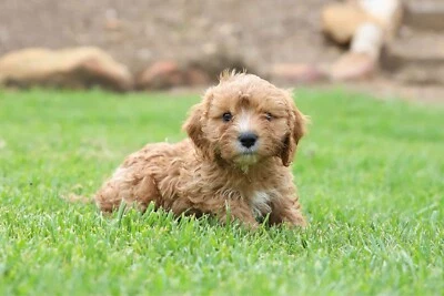 cheap miniature dogs