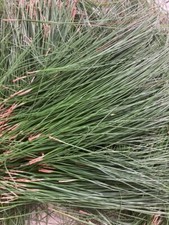 Pine Needle Tea Organic Herbal Natural Tea from Ceylon 100g Free Shipping