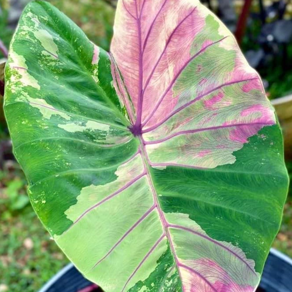 Colocasia Live Bulb First Pink Rare New Hybrid Variegated Elephant