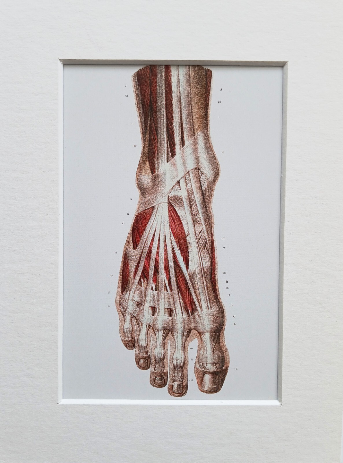 Montierte Vintage Anatomie Repro antiker medizinischer Druck Fußmuskeln Knochen