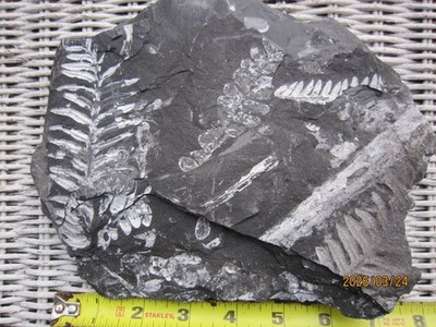 Three extinct species, St. Clair Pennsylvania Fern Fossils, Carboniferous Period