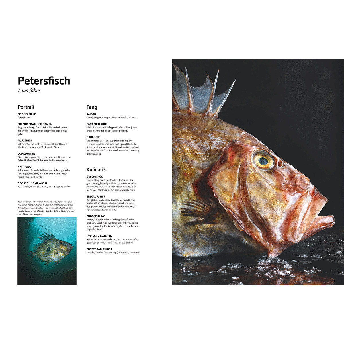 Thumbnail - Das Große Buch Vom Fisch. Teubner